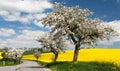 Road with alley of apple tree and rapeseed field Royalty Free Stock Photo