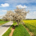 Road alley of cherry trees and rapeseed field Royalty Free Stock Photo