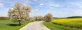 Road alley of cherry trees and rapeseed field Royalty Free Stock Photo