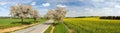 Road alley of cherry trees and rapeseed field Royalty Free Stock Photo