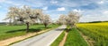 Road and alley of flowering cherry-trees and rapeseed