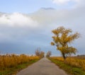 Road with alone red dry tree in misty mountain valley Royalty Free Stock Photo