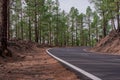 Road along the canarian pines in the Corona Forestal Nature Park, Tenerife, Canary Islands