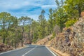 Road along the canarian pines in the Corona Forestal Nature Park, Tenerife, Canary Islands