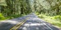 Road along trees on a sunny day with motion blur