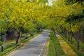 Road Amaltas Royalty Free Stock Photo