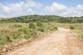 Road and Araucaria angustifolia Forest