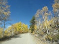 Road through Aspens in the Fall Royalty Free Stock Photo