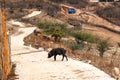 The road in authentic Chinese mountain village. Black pig in the foreground, a woman in national clothes on the road.