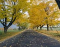 Road in Autumn