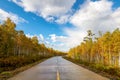 The road and autumn birch forests in Great Khingan Royalty Free Stock Photo
