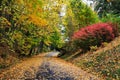 Road In Autumn Royalty Free Stock Photo