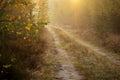 Road in a autumn deep forest, hiking path in a fall season in a foggy morning Royalty Free Stock Photo