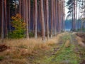 Road in a autumn deep forest, hiking path in a fall season in a foggy morning