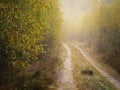 Road in a autumn deep forest, hiking path in a fall season in a fogg