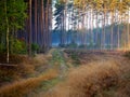 Road in a autumn deep forest, hiking path in a fall season in a foggy morning