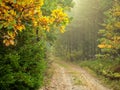 Road in a autumn deep forest, hiking path in a fall season in a foggy morning Royalty Free Stock Photo