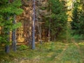 Road in a autumn deep forest, hiking path in a fall season in a foggy morning Royalty Free Stock Photo