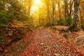 autumn forest scenery, amazing panoramic nature autumn scenery. Royalty Free Stock Photo