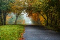 Road in autumn forest. Autumn landscape Royalty Free Stock Photo