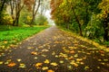 Road in autumn forest. Autumn landscape Royalty Free Stock Photo