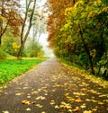 Road in autumn forest. Autumn landscape Royalty Free Stock Photo