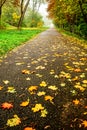 Road in autumn forest. Autumn landscape Royalty Free Stock Photo