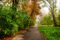 Road in autumn forest. Autumn landscape Royalty Free Stock Photo