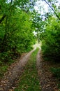 Road in the autumn forest