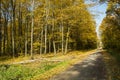 Road through an autumn forest Royalty Free Stock Photo