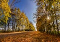 Road through the autumn forest. Fallen leaves of trees in autumn