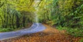 Road in the autumn forest.Guba.Azerbaijan Royalty Free Stock Photo