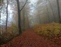 Road in autumn forest, Jasna Gora, Hoshiv, Carpathian, Ukraine