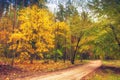 Road in autumn forest. Nature landscape. Fall. Colorful trees in forest. Yellow leaves on trees in woodland