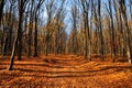 Road in the autumn forest