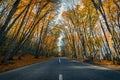 Road in autumn forest Royalty Free Stock Photo