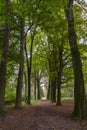 Road in autumn forrest Royalty Free Stock Photo