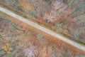 Road through autumn, leafless forest