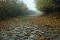 Road in autumn. Mistic foggy morning. Coloured leaves in ground. Stone road. Royalty Free Stock Photo