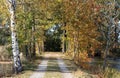 Road in the autumn park