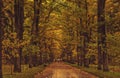 The road in the autumn Park path through the autumn forest Royalty Free Stock Photo