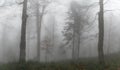 Road through autumn scene forest with fog and warm light