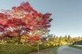 Road on autumn street with trees and fallen leaves, green fence Royalty Free Stock Photo