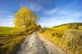 road with autumn tree near saddle Beskyd in Slovakia Royalty Free Stock Photo