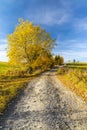 road with autumn tree near saddle Beskyd in Slovakia Royalty Free Stock Photo