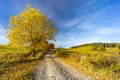 road with autumn tree near saddle Beskyd in Slovakia Royalty Free Stock Photo