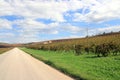 Road in the autumn vineyards Royalty Free Stock Photo