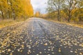 Road in Autumn woods with colorful foliage tree in rural area.