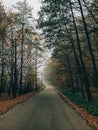 Road in autumn woods with fall leaves in foggy cold morning. Mist in autumn forest with yellow leaves. Tranquil moment.