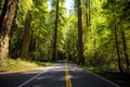 Road through the Avenue of the Giants Forest Views, Humboldt Redwoods State Park, California Royalty Free Stock Photo